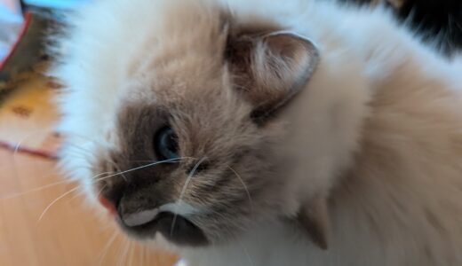 2025年12月16日の日記とニュース(コメダの新作シロノワールは普通だった)