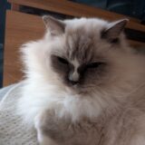 2025年12月17日の日記とニュース(フレンチトーストたまに作るけど美味い)