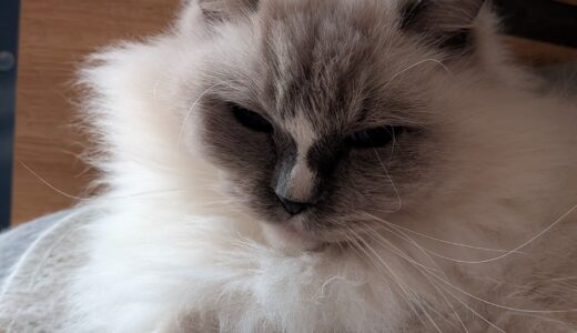 2025年12月17日の日記とニュース(フレンチトーストたまに作るけど美味い)