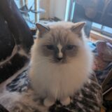 2025年12月18日の日記とニュース(ケンタッキーとかってたまに食べたくなる)