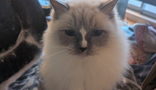 2025年12月18日の日記とニュース(ケンタッキーとかってたまに食べたくなる)