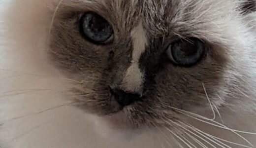 2025年12月22日の日記とニュース(この一週間は食材消費フェーズ)