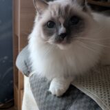 2025年12月24日の日記とニュース(コンビニ弁当久々に買ったら高すぎた)