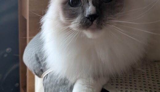 2025年12月24日の日記とニュース(コンビニ弁当久々に買ったら高すぎた)