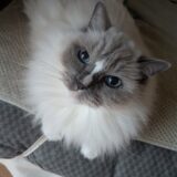 2025年12月25日の日記とニュース(クリスマスっていっても特別なことは何もない)