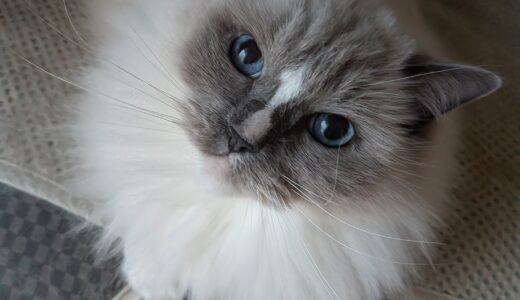 2025年12月25日の日記とニュース(クリスマスっていっても特別なことは何もない)