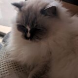 2026年01月06日の日記とニュース(マーラータン専門店が近くにできた)