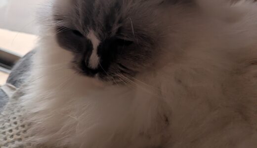 2026年01月06日の日記とニュース(マーラータン専門店が近くにできた)