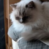 2026年01月07日の日記とニュース(ドラクエⅢリメイク買った)