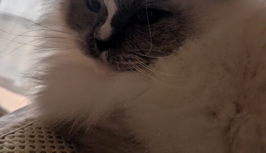 2026年01月09日の日記とニュース(三連休寒くなるけど、ピークは月曜でセーフかな？)