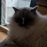 2026年01月13日の日記とニュース(今年初は、後焼肉と焼鳥かな)