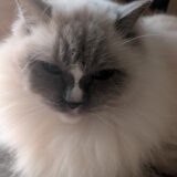 2026年01月15日の日記とニュース(タンパク質意識して日100g取りたいけど難しい)