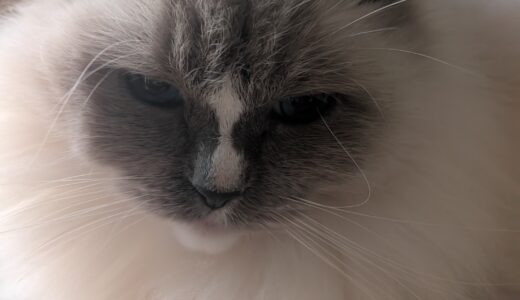 2026年01月15日の日記とニュース(タンパク質意識して日100g取りたいけど難しい)