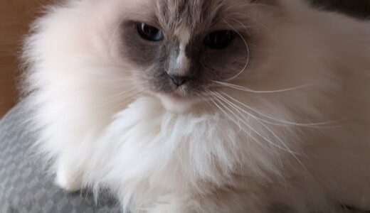 2026年01月16日の日記とニュース(体調管理気をつけないとねー)