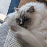 2026年01月17日の日記とニュース(明日からダイエットと腹筋割る習慣やってく)