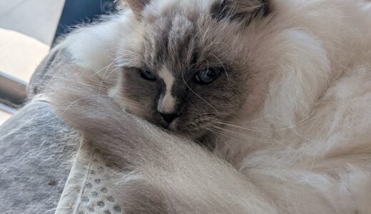 2026年01月17日の日記とニュース(明日からダイエットと腹筋割る習慣やってく)