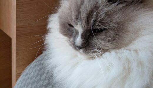 2026年01月19日の日記とニュース(選挙日程が具体的に出た)