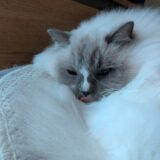 2026年01月21日の日記とニュース(唐揚げ定食売り切れてて、カツ鍋定食にした)