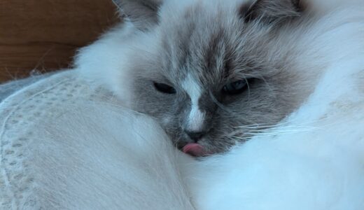 2026年01月21日の日記とニュース(唐揚げ定食売り切れてて、カツ鍋定食にした)