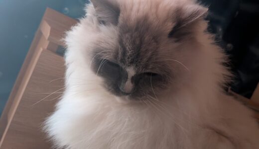 2026年01月24日の日記とニュース(ダイエット始めて週末一万歩歩いた)