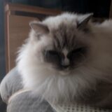 2026年01月29日の日記とニュース(寒すぎて手が痛い)