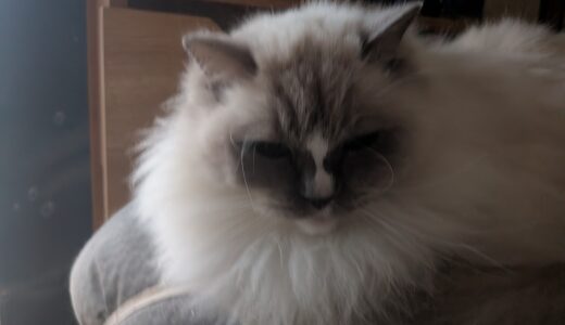 2026年01月29日の日記とニュース(寒すぎて手が痛い)