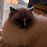 2026年01月28日の日記とニュース(なんか腰が痛い)