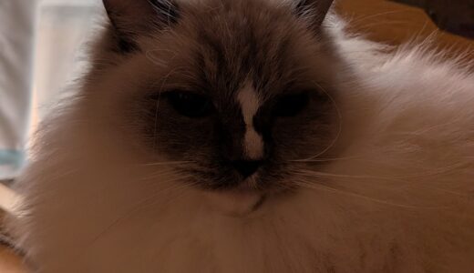 2026年01月28日の日記とニュース(なんか腰が痛い)