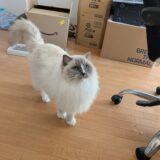 2026年01月31日の日記とニュース(カツカレー食べて美味しかったけど、カロリーが・・・)