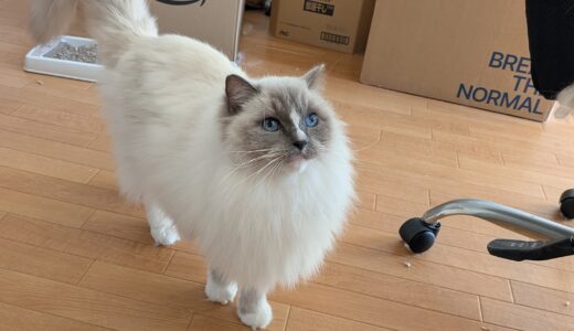 2026年01月31日の日記とニュース(カツカレー食べて美味しかったけど、カロリーが・・・)