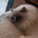 2026年02月03日の日記とニュース(今週はタンパク質取りすぎかも)