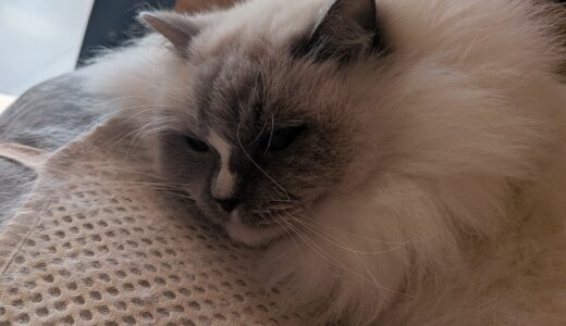 2026年02月03日の日記とニュース(今週はタンパク質取りすぎかも)