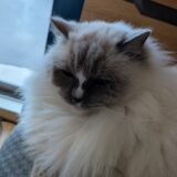 2026年02月04日の日記とニュース(麻辣湯の店休みだった・・・)