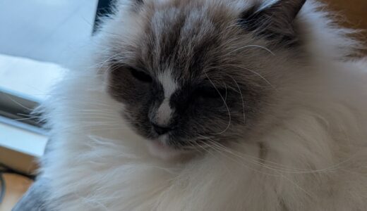 2026年02月04日の日記とニュース(麻辣湯の店休みだった・・・)