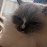 2026年02月04日の日記とニュース(麻辣湯の店は再開してた)