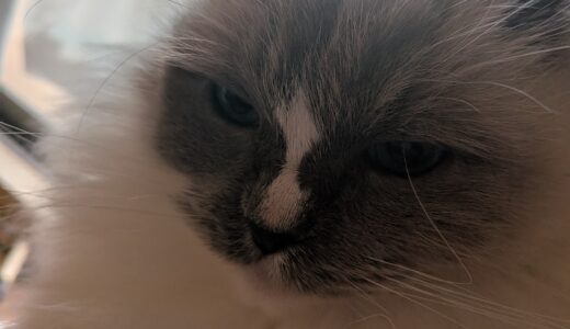 2026年02月04日の日記とニュース(麻辣湯の店は再開してた)