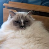 2026年02月09日の日記とニュース(雪は積もらなかったけど、寒すぎる)