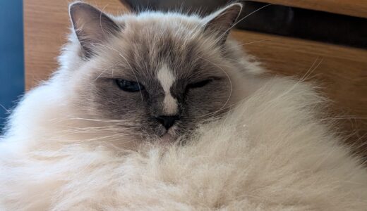 2026年02月09日の日記とニュース(雪は積もらなかったけど、寒すぎる)