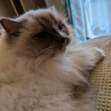 2026年02月10日の日記とニュース(コメダのコラボバーガーは微妙だった)