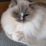 2026年02月12日の日記とニュース(麻辣湯店に店休日ができてた)