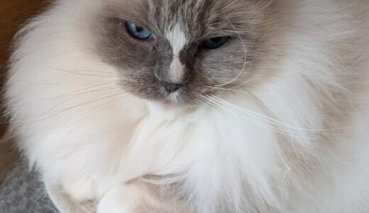 2026年02月12日の日記とニュース(麻辣湯店に店休日ができてた)