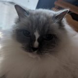 2026年02月14日の日記とニュース(めっちゃやりたいゲームが直近はないな)