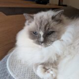 2026年02月16日の日記とニュース(昨日から腰が痛い・・・)