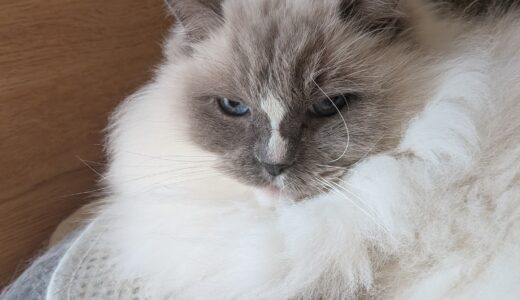 2026年02月16日の日記とニュース(昨日から腰が痛い・・・)