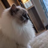 2026年02月18日の日記とニュース(プロテインの飲み方間違ってる？)