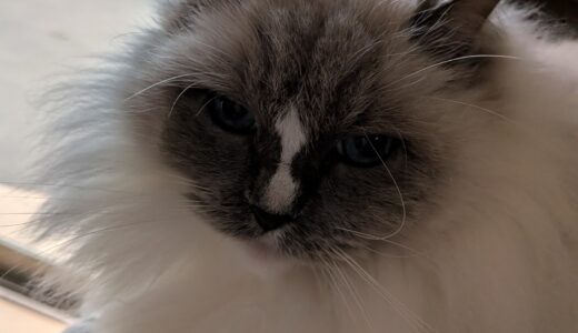 2026年02月27日の日記とニュース(明日の焼鳥楽しみ)