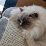 2026年03月02日の日記とニュース(また寒くなってきつい。東京は雪みたいだし)