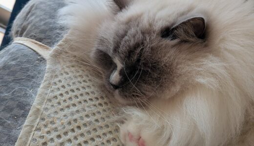 2026年03月02日の日記とニュース(また寒くなってきつい。東京は雪みたいだし)