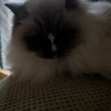 2026年03月03日の日記とニュース(鼻血が久々に出てビビった)