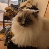 2026年03月04日の日記とニュース(来期から体制変わるから自分も身の振り方考えなきゃ)